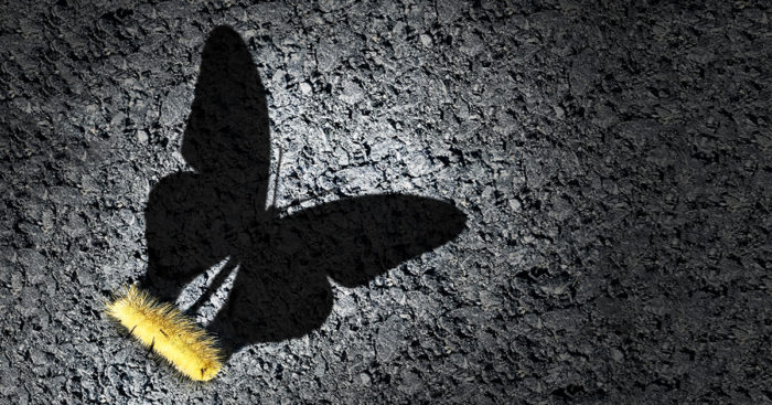 Yellow caterpillar on the ground with a large shadow of it depicting a butterfly